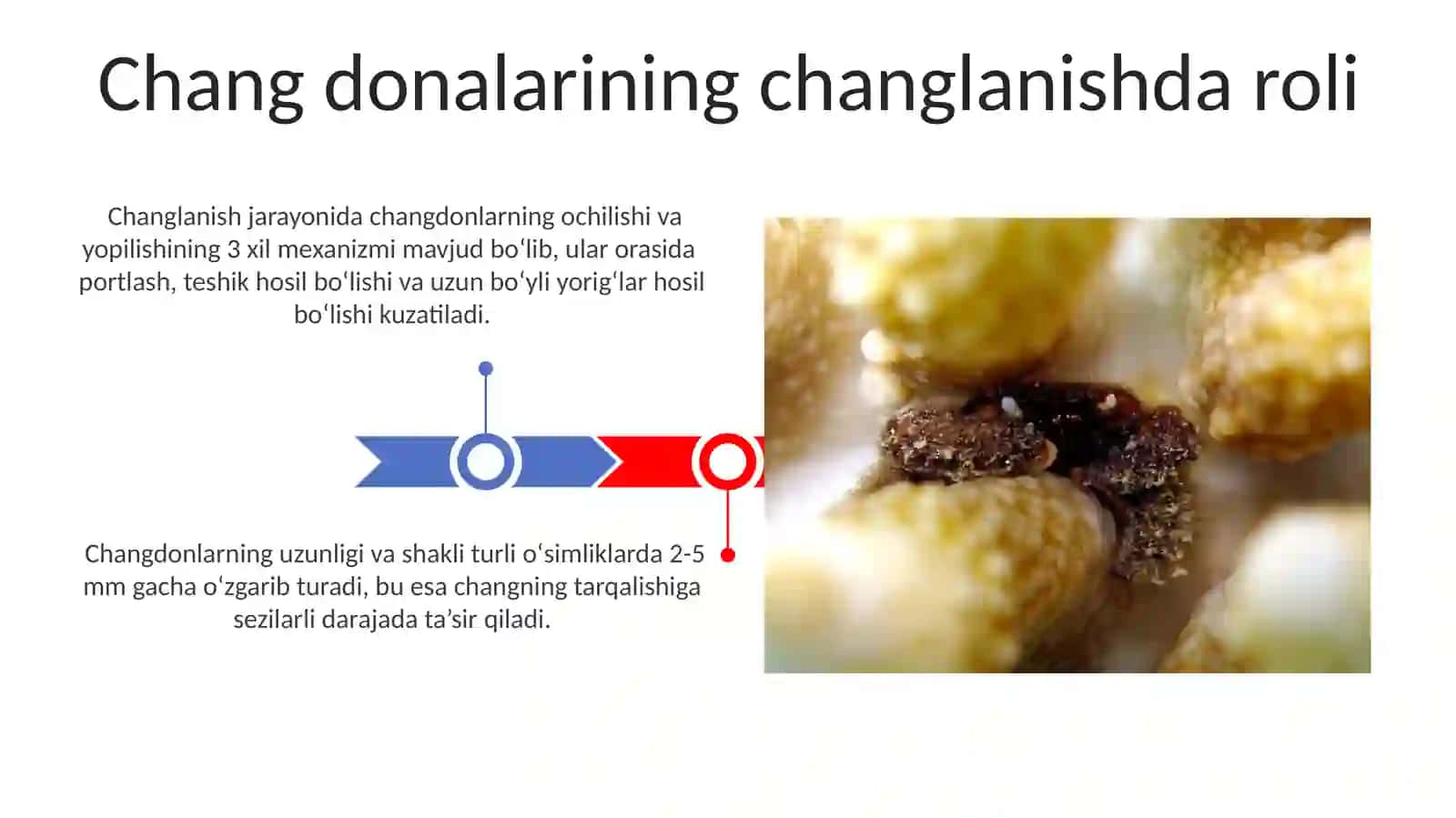 Chang donalarining tuzilishi va xillari 3