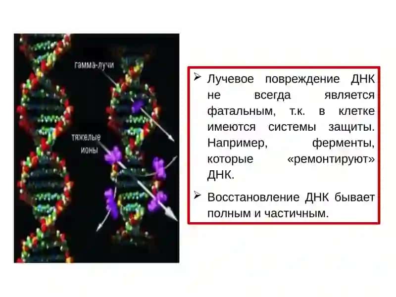 Воздействие ионизируещего излучения на клетку 3