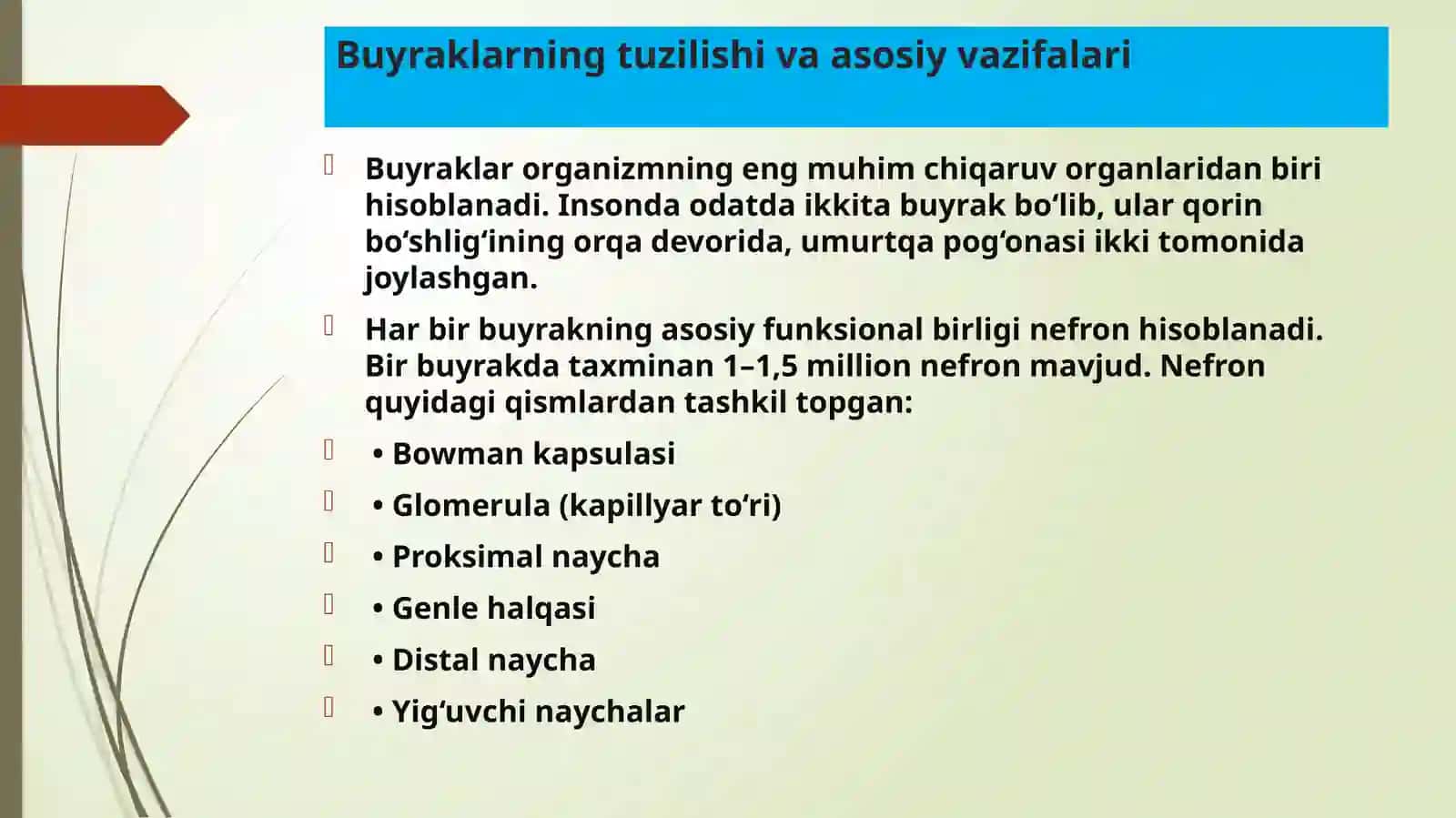 Buyraklar faoliyatining boshqarilishi. Ichki muhitning tarkibi va xajmi boshkarishida buyraklarning ahamiyati. Siydik konsentratsiyasi va xujayralararo suyuqlikni boshqarilishi 3