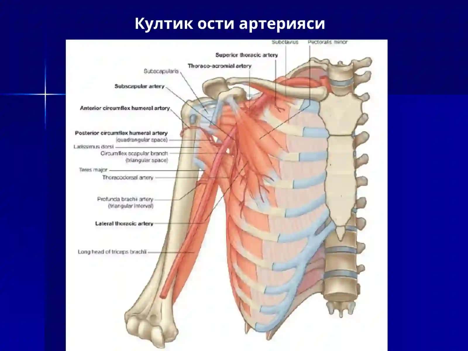 Умров ости, култик ости, кул артериялари. Кулнинг кон билан таъминланиши 3