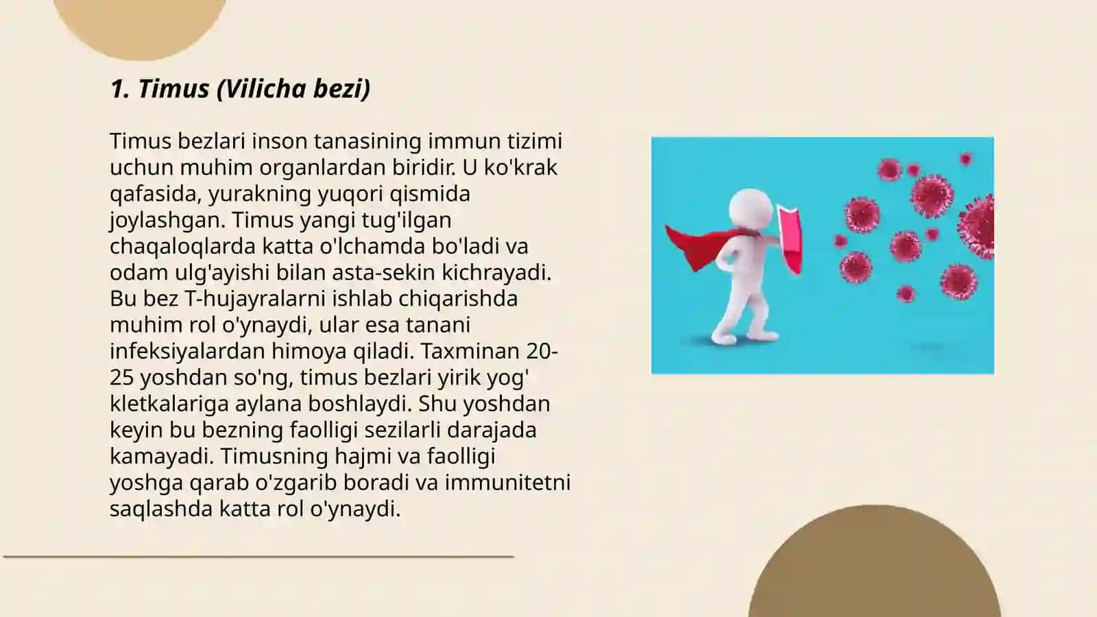 Immun tizimining Markaziy organlari. Immun tizimining periferik organlari 3