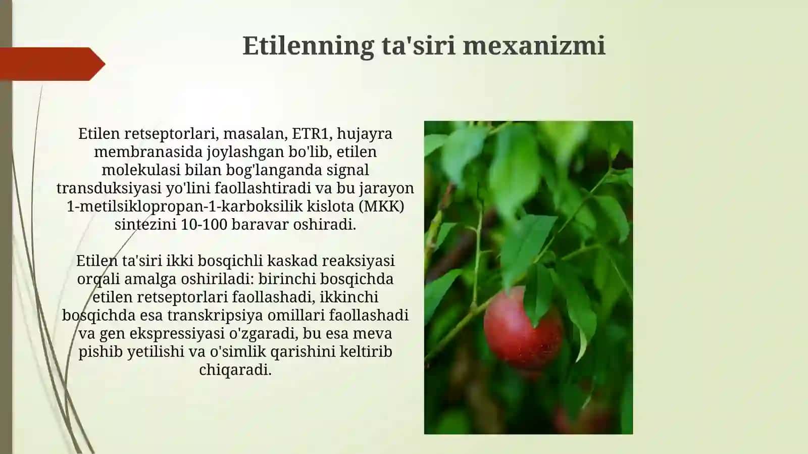 Etilen: mevalarning yetilishi va o`simlik qarishi 3