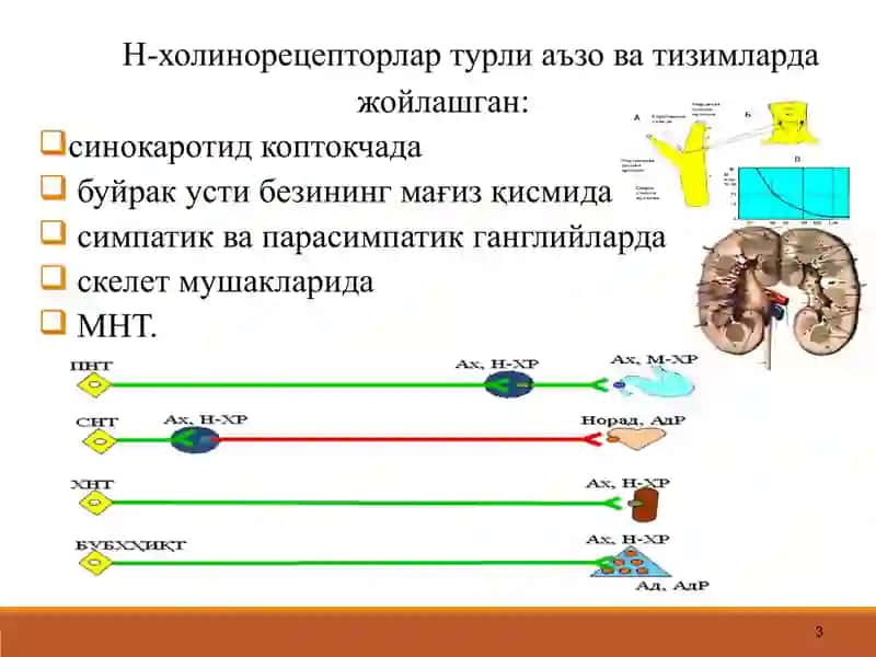 Н-ХОЛИНОРЕЦЕП- ТОРЛАРГАТАЪСИР ЭТУВЧИ ВОСИТАЛАР 3