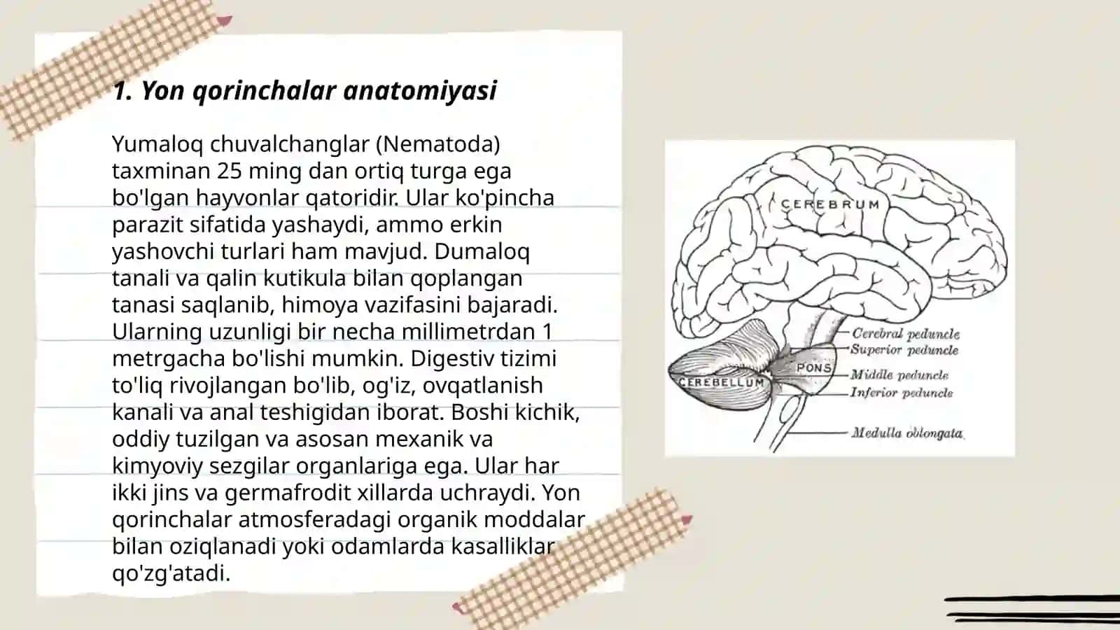 Yon qorinchalarning anatomiyasi va klinik ahamiyati 3
