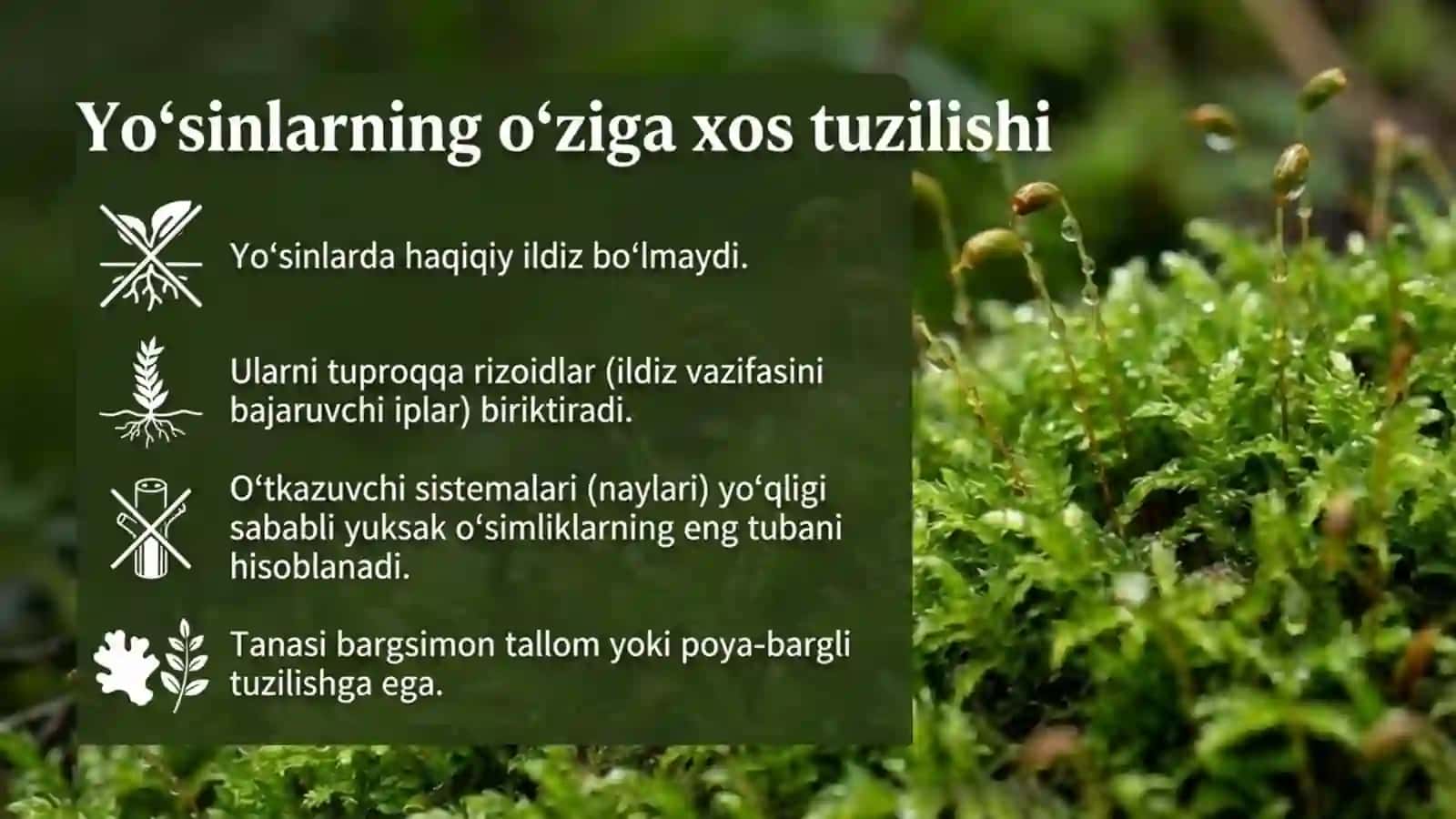 Yo'sinlar bo'limi 3