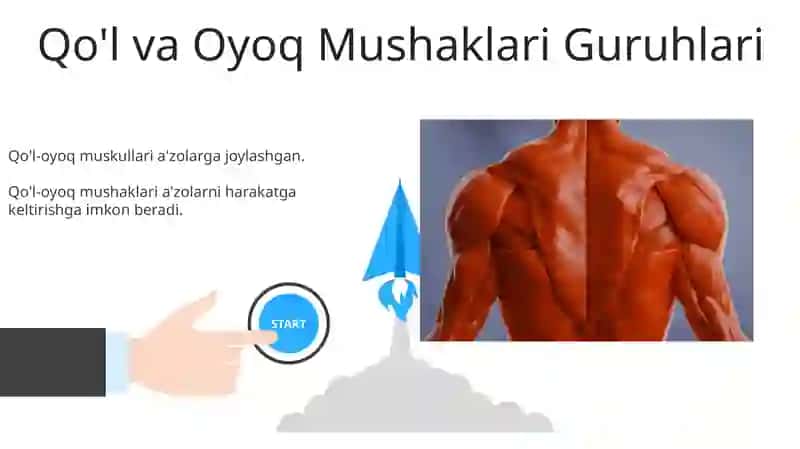 Silliq va ko'ndalang targ'il mushaklar 3