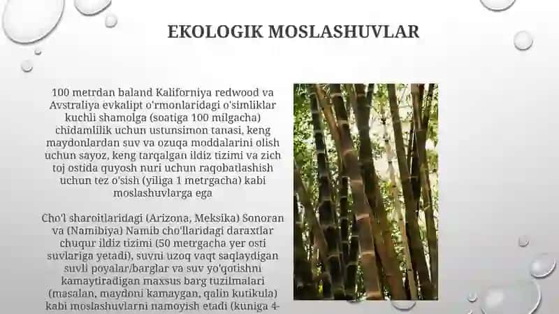 Baland o'simliklar 3