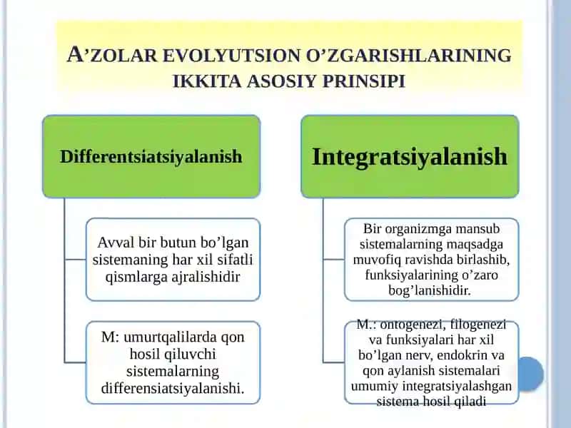 Umurtqalilardaa'zolarvaa'zolartizimiontofilogenezi 3