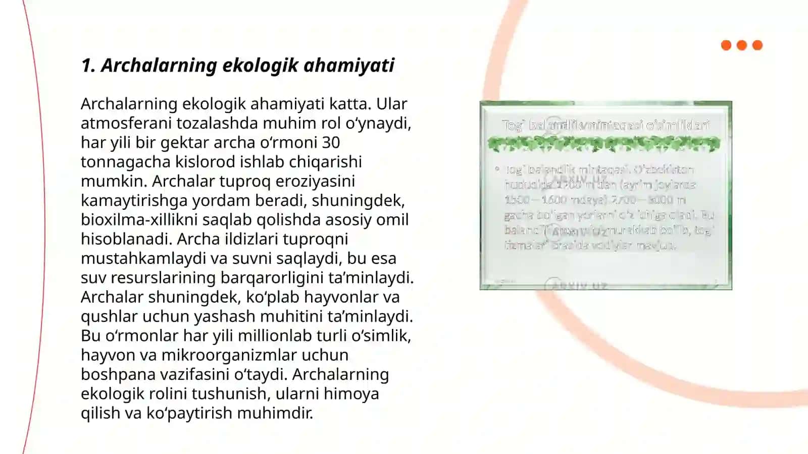 Archa turlari, oddiy tog’jambul, evkalipt turlari, qayin o’simliklari 3