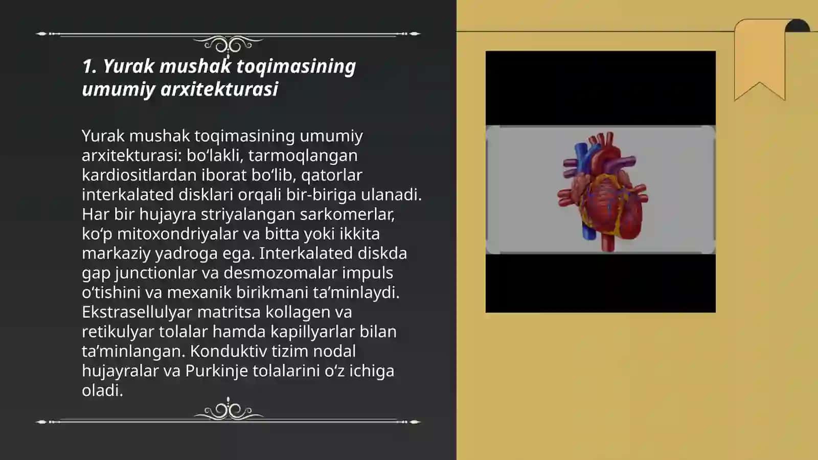 Yurak mushak toqimasining tuzilishi 3