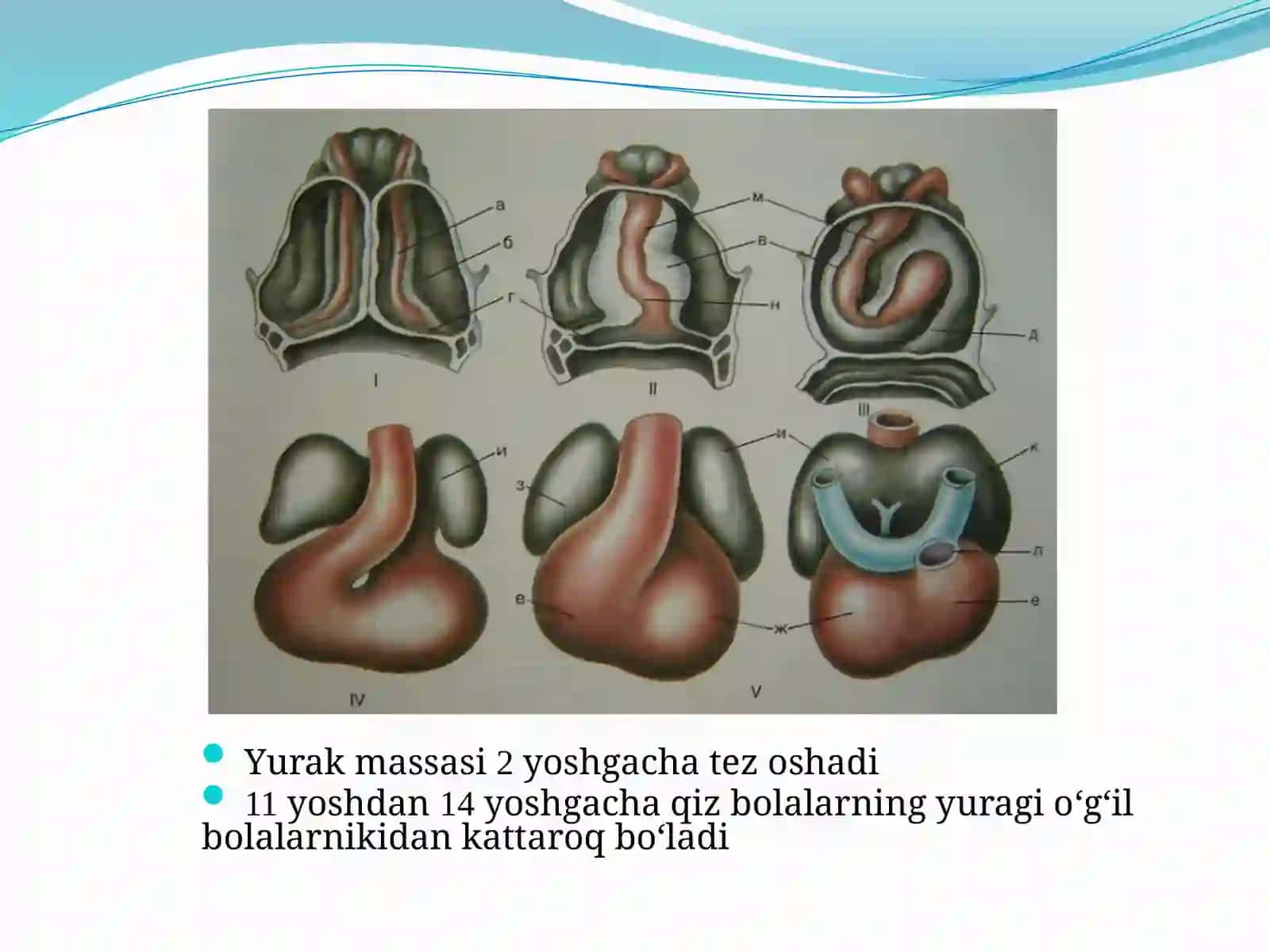 BOLALARDA YURAK-QON TOMIR TIZIMINING ANATOMO-FIZIOLOGIK XUSUSIYATLARI 3