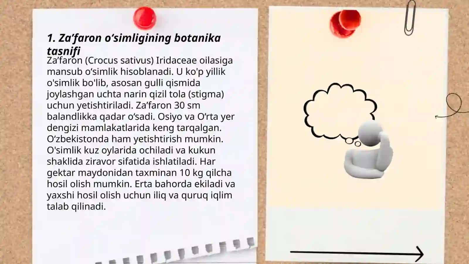 Zaʼfaron oʻsimligi haqida slayd 3