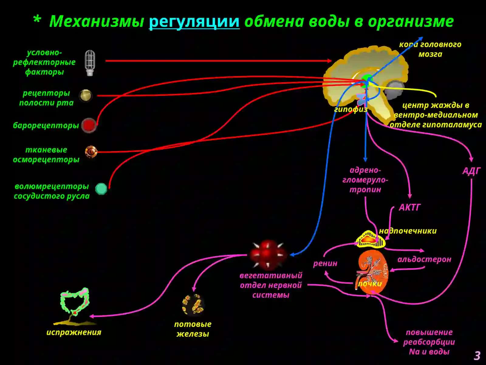 Нарушения обмена воды 3