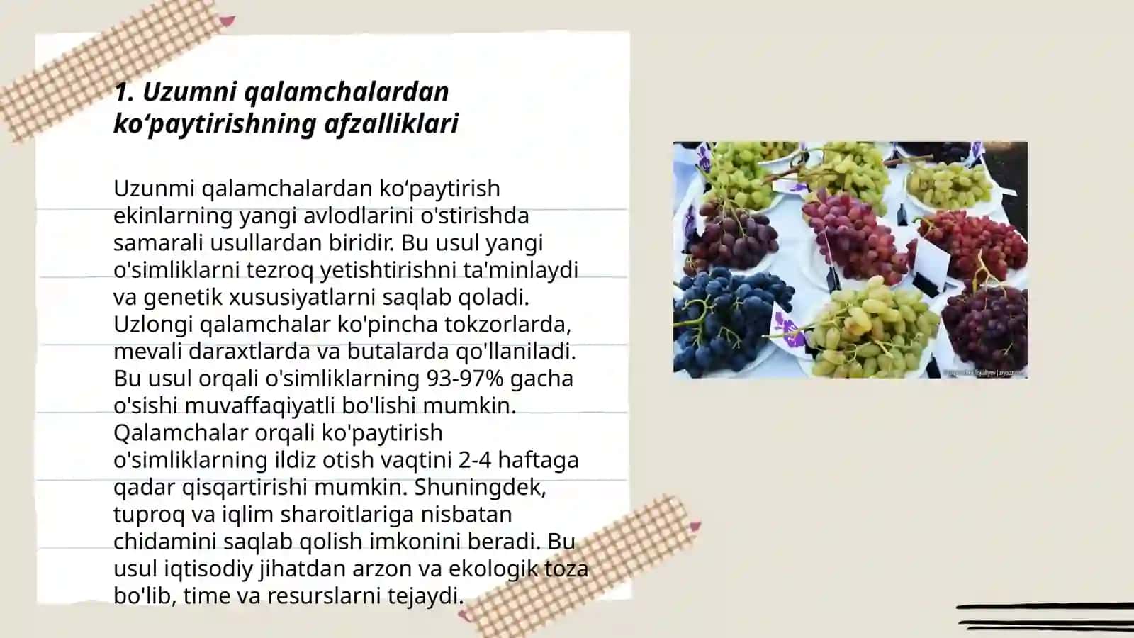 Uzumni qalamchadan koʻpaytirish usullari 3