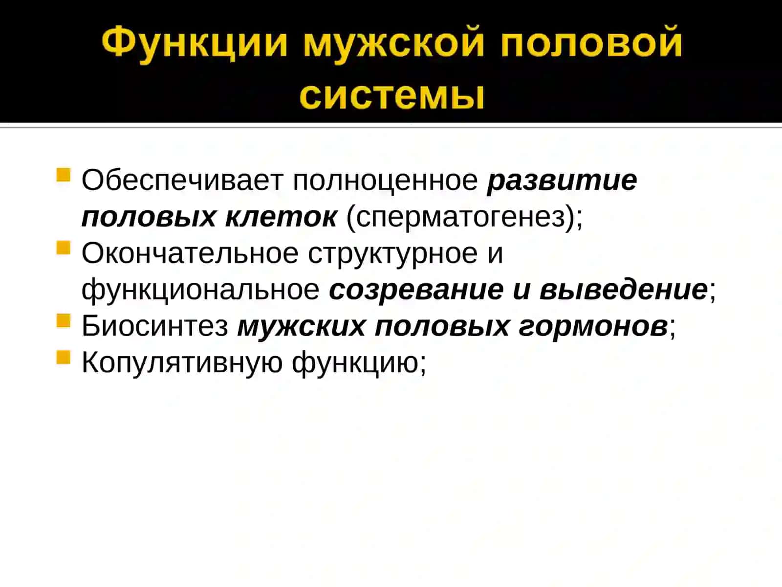 Мужская половая система 3