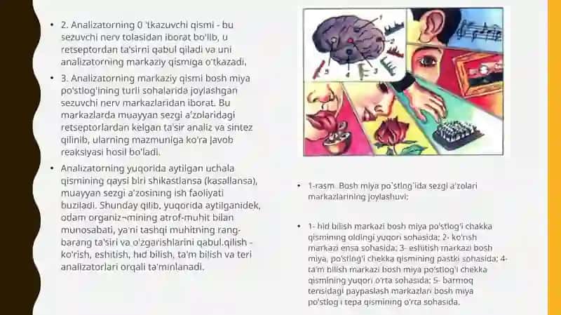 Analizatorlarning yosh xususiyatlar va ahamiyati 3