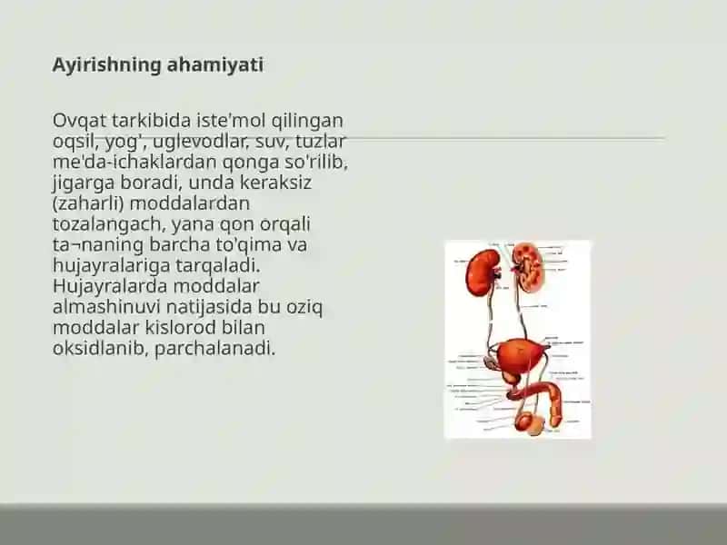 AYRUV TIZIMI BUYRAKLAR. SIYDIK TARKIBI 3
