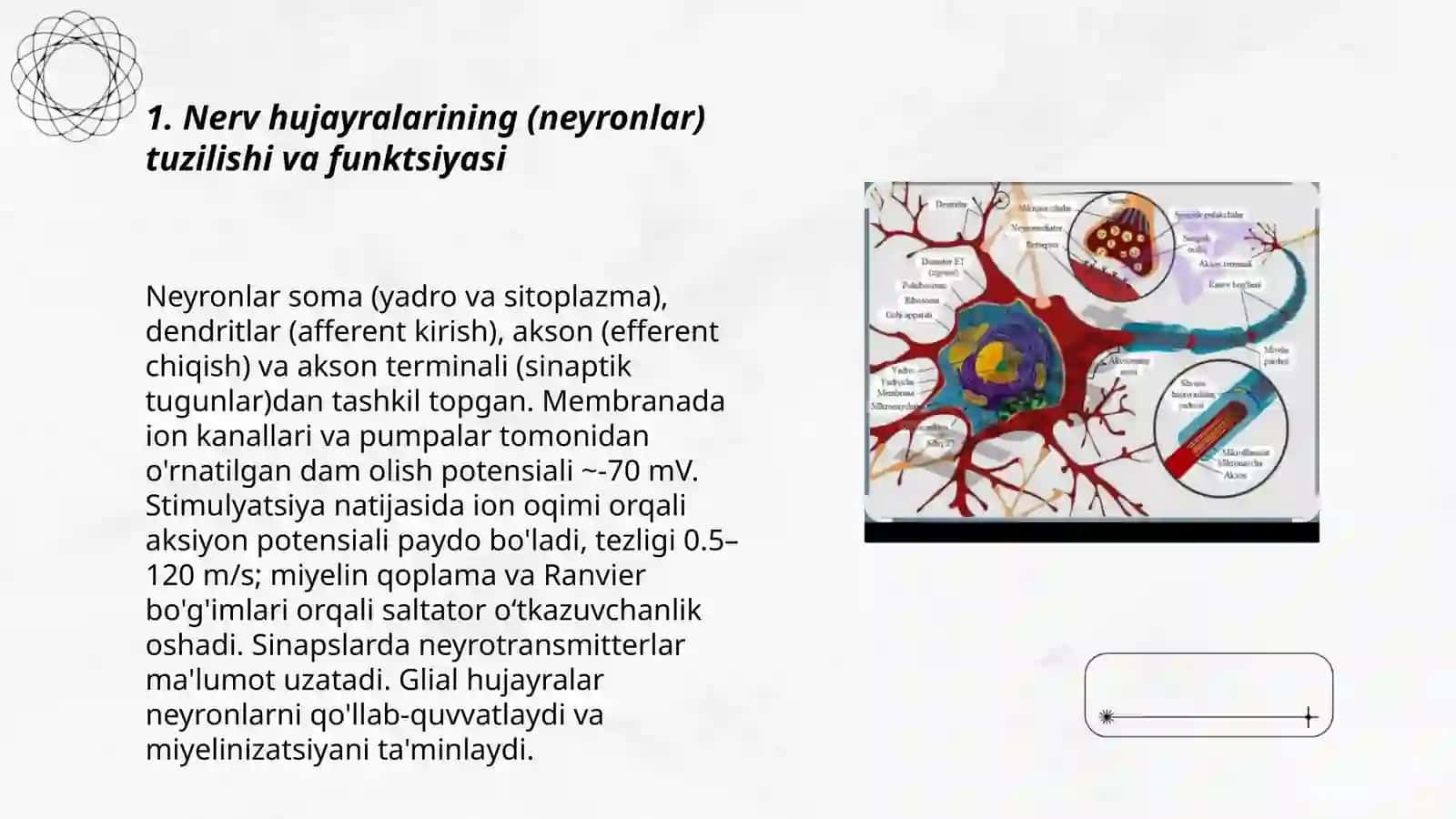 Nerv tizming fiziologiyasi va oliy nerv tizming faoliyatining yosh xususiyatlari 3
