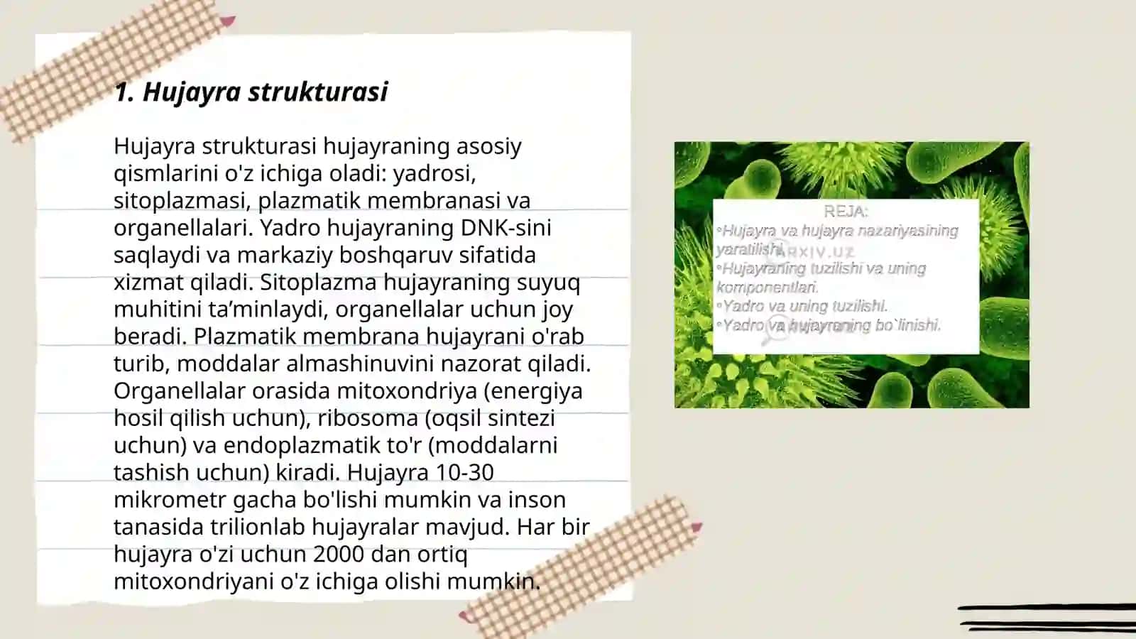 Hujayra sitasikliti struktraviy va funksiyanal tashkel etilishi 3