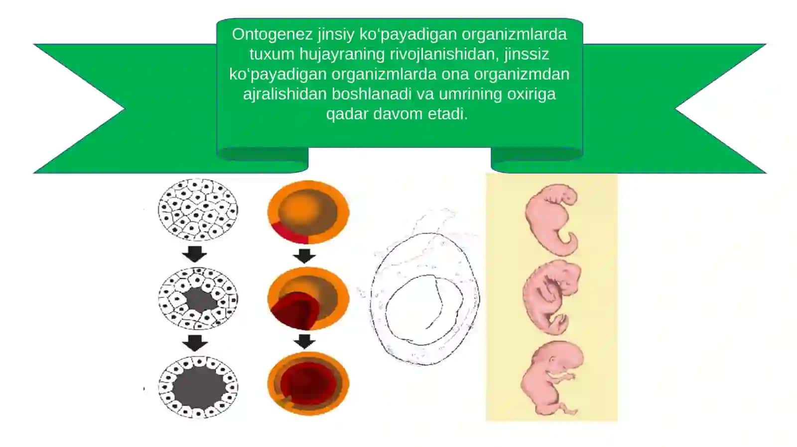 Organizmlarning individual taraqqiyoti- ontogenez. Ontogenez haqida tushuncha 3