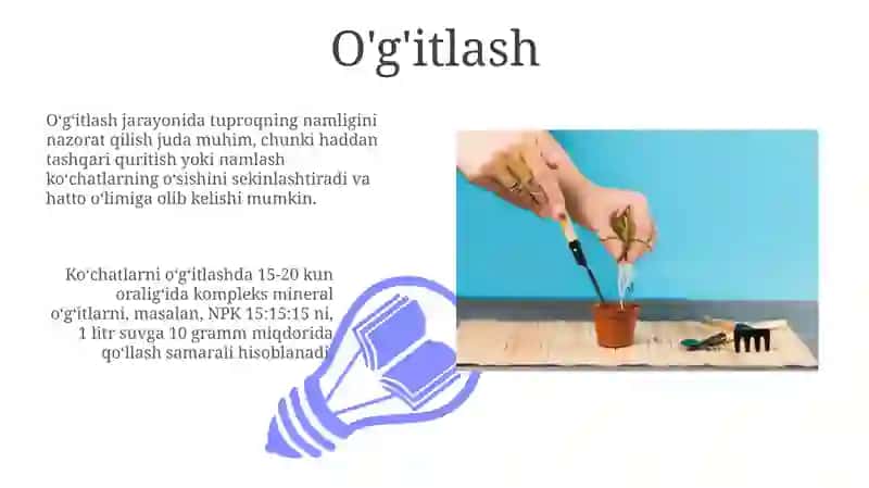Ko'chatlarni o‘g‘itlash sirlari 3