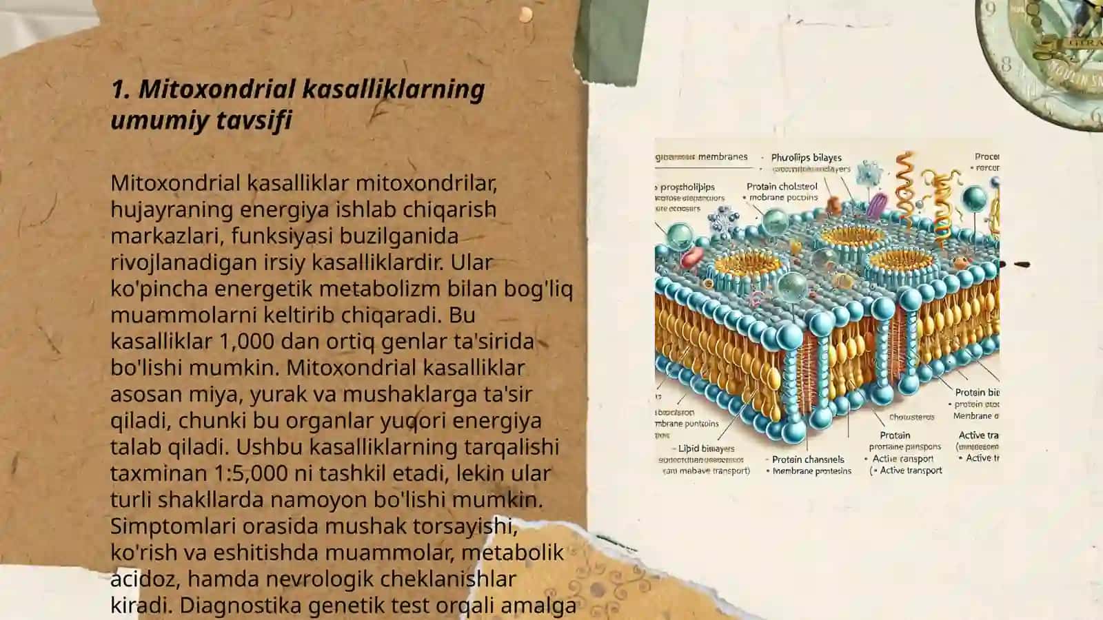 Membranalar buzilishlarining patalogik holatlarini kelib chiqishidagi o'rni.Enegriya almashinuvi boshqarilishi.Mitoxondrial kasalliklar 3