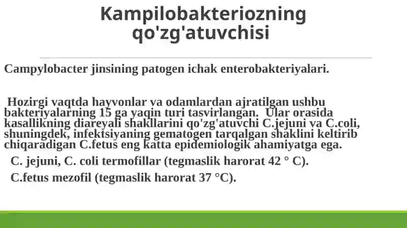 Kampilobakterioz 3