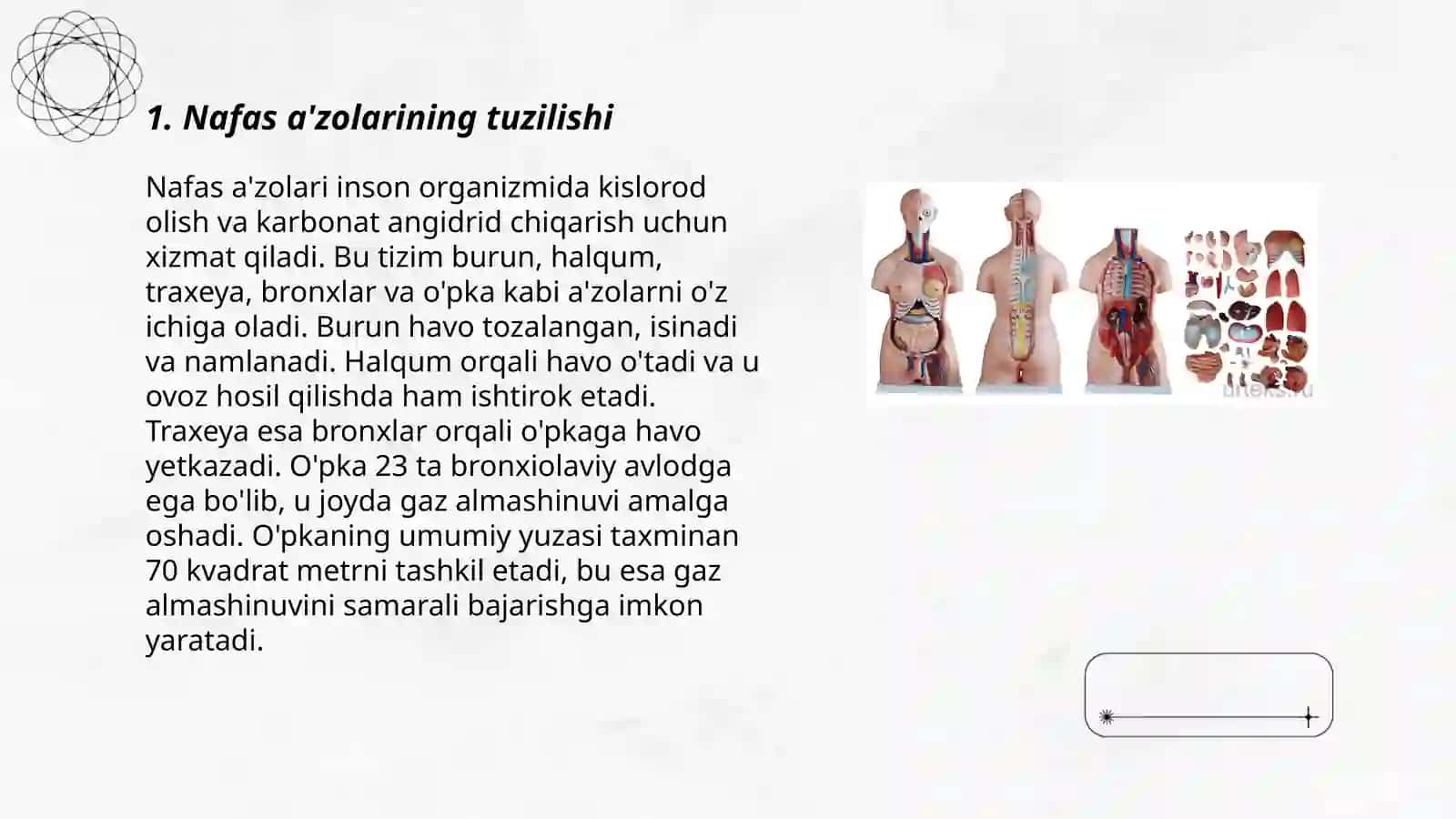 Nafas a’zolari anatomiyasi va fiziologiyasi 3