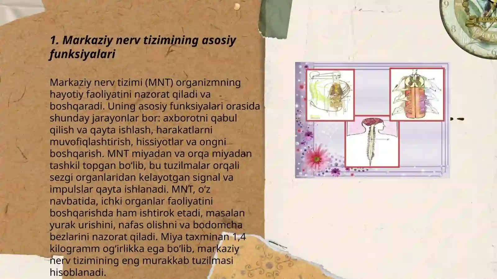 Markaziy nerv sistemasi fiziologiyasi 3