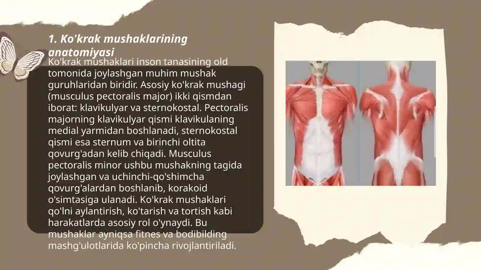 Ko’krak mushaklari va diafragma 3