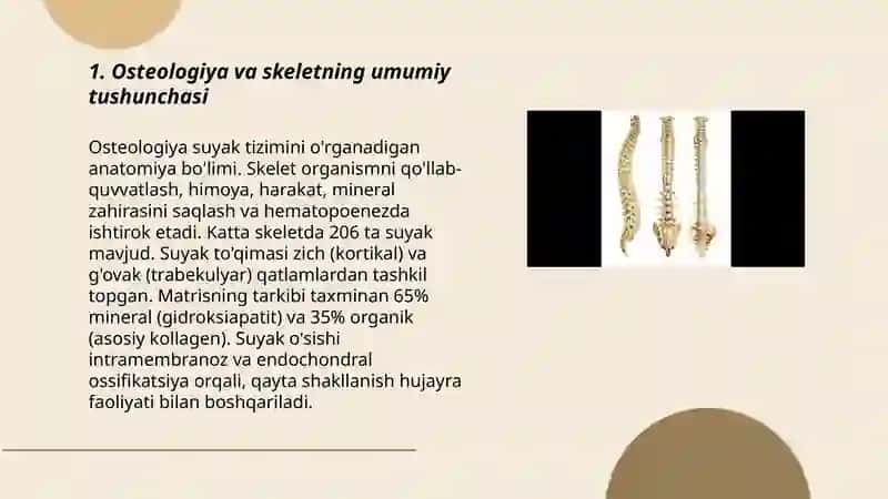 umumiy psteologiya, skelet haqida ummumiy tushuncha 3