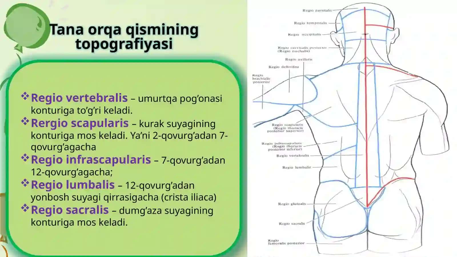 Tananing o'rga mushaklari anatomiyasi 3