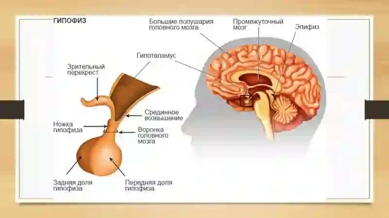 Endokrin bezlari 3