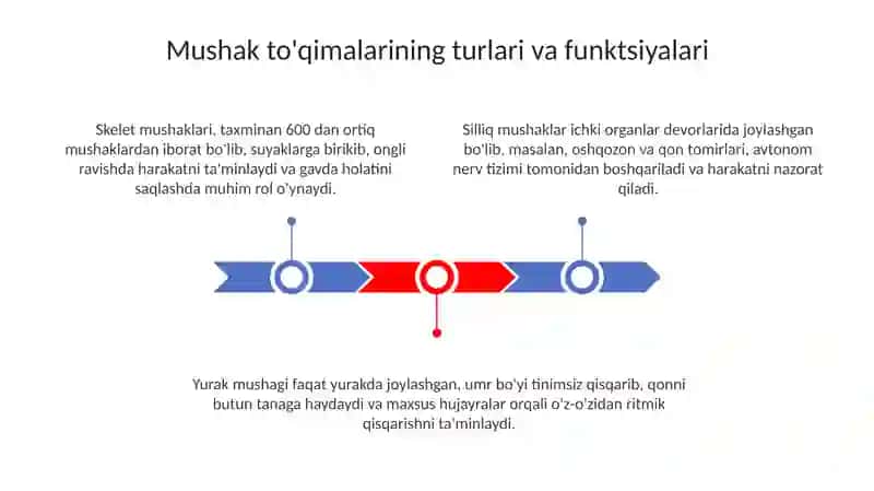 Tana muskullari funksiyalari 3