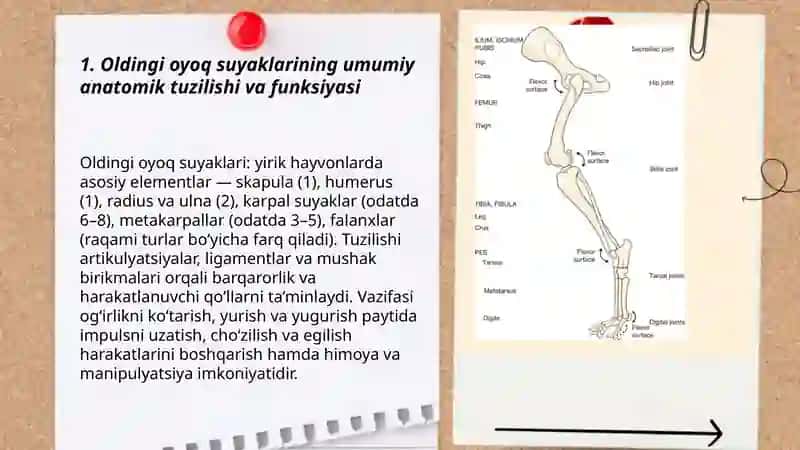 Oldingi oyoq suyaklari anatomik tuzulishi 3
