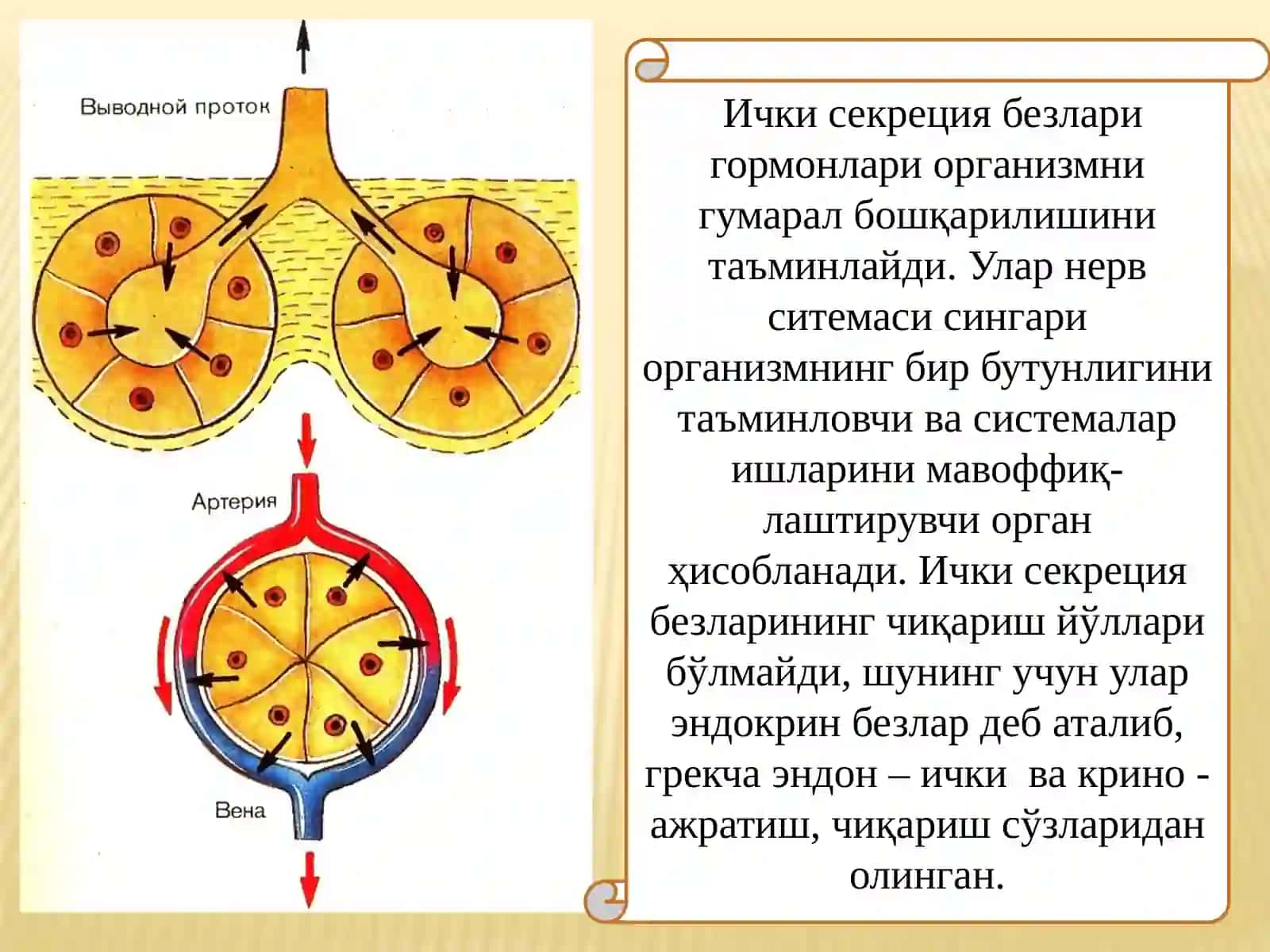 ICHKI SEKRETSIYA BEZLARINING YOSH HUSUSIYATLARI 3
