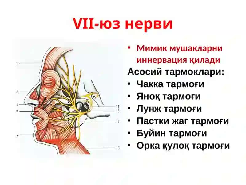 Юз нерви (VIIпара) 3