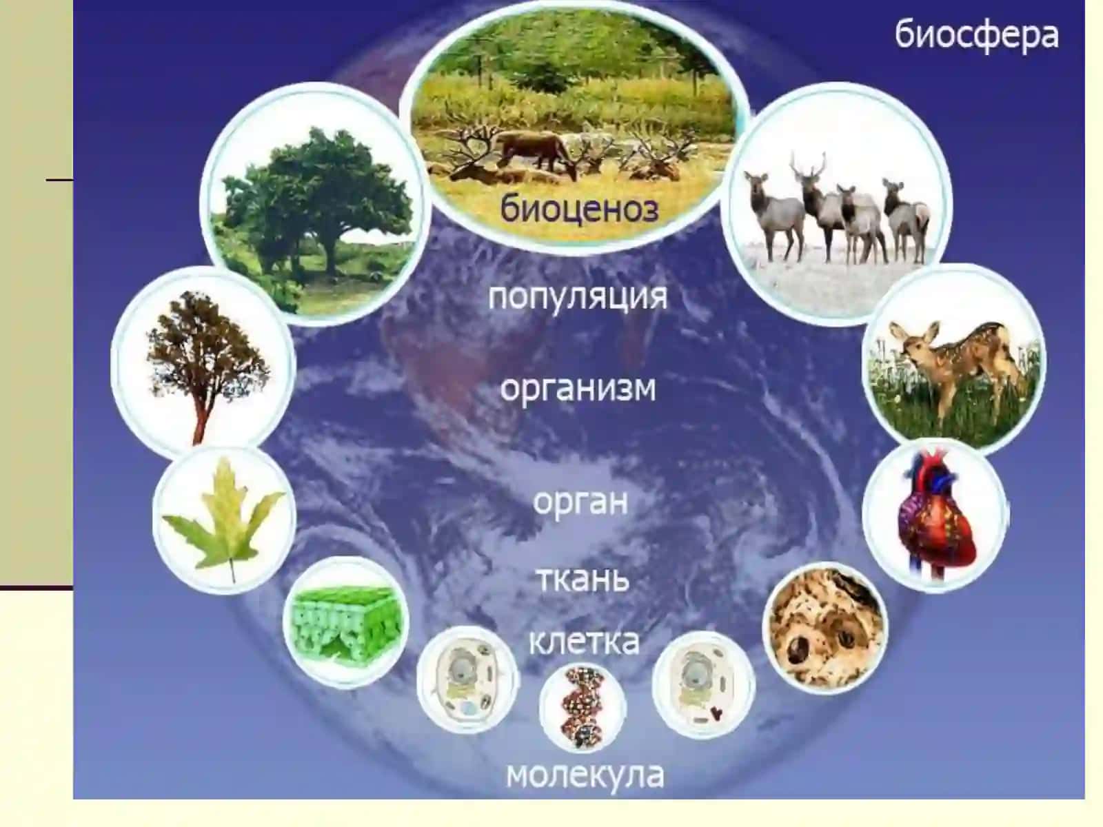 Biosfera va inson 3