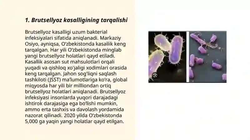 Brutsellyoz 3