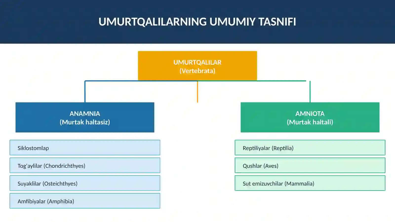 MURTAK HALTASIZ (ANAMNIA) VA HALTALI (AMNIOTA) 3