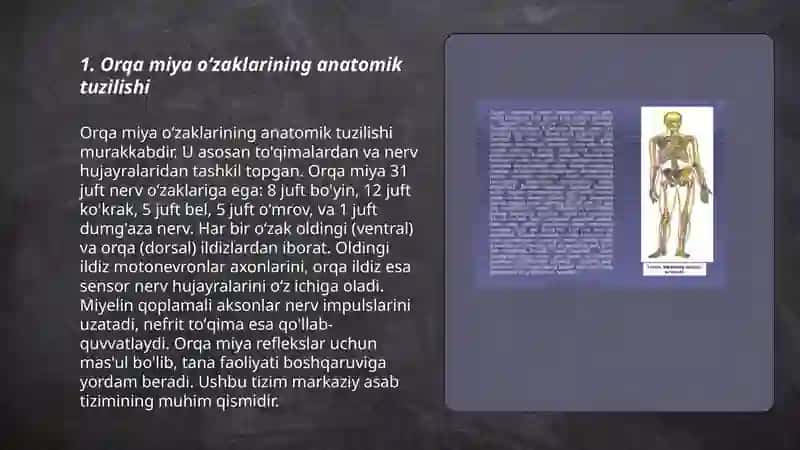 Orqa miya oʻzaklarining anatomik tuzilishi 3
