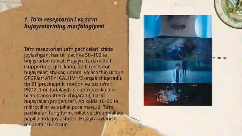 Ta'm bilish va hid bilish a'zolarining funksional anatomiyasi 3