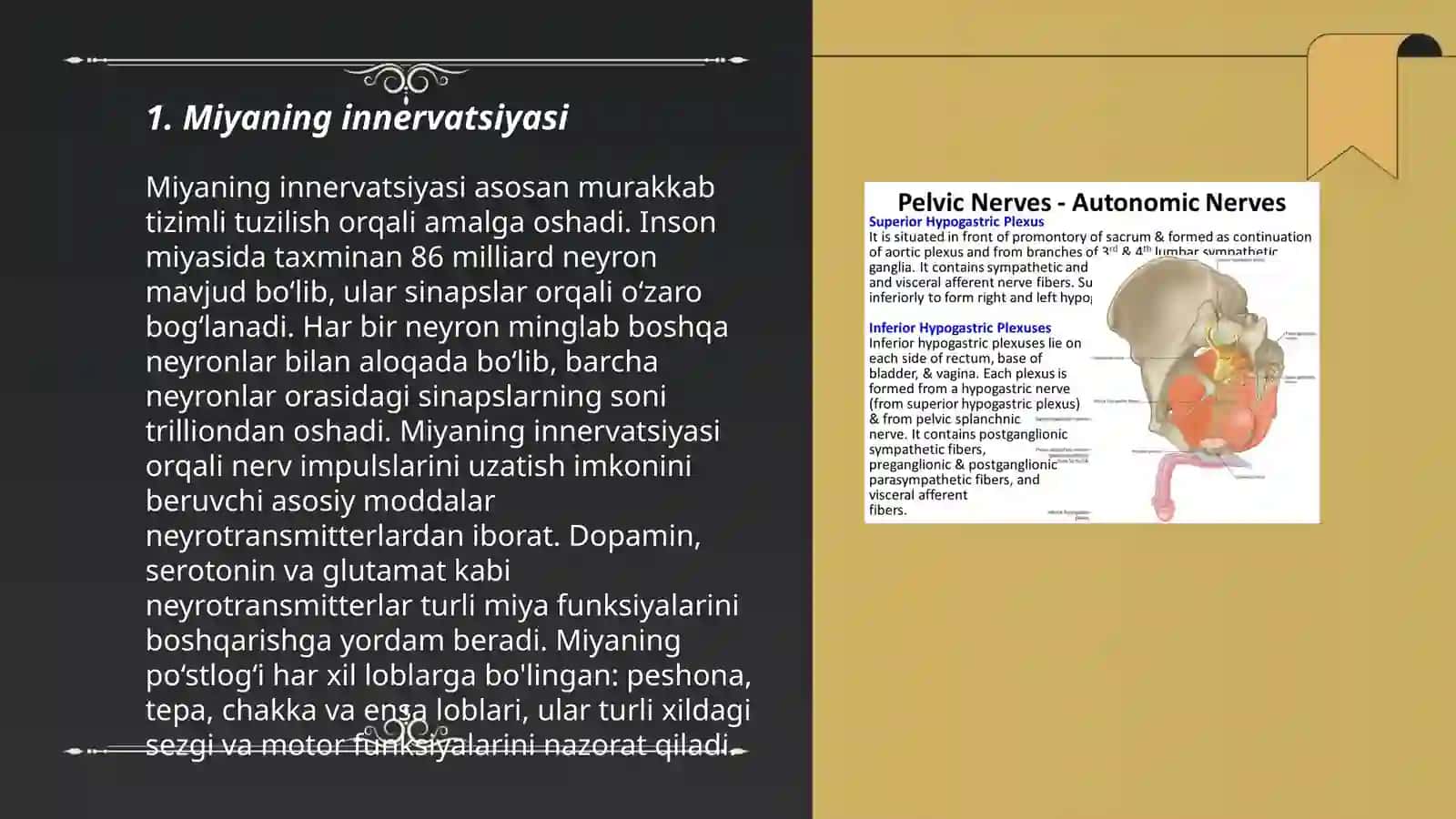 Tos organlarining innervatsiyasi va buzulishi sindromlari 3