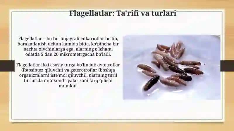 Odamlarda parazitlik qiluvchi sodda xayvonlar xivchinlilar odam parazitlari 3