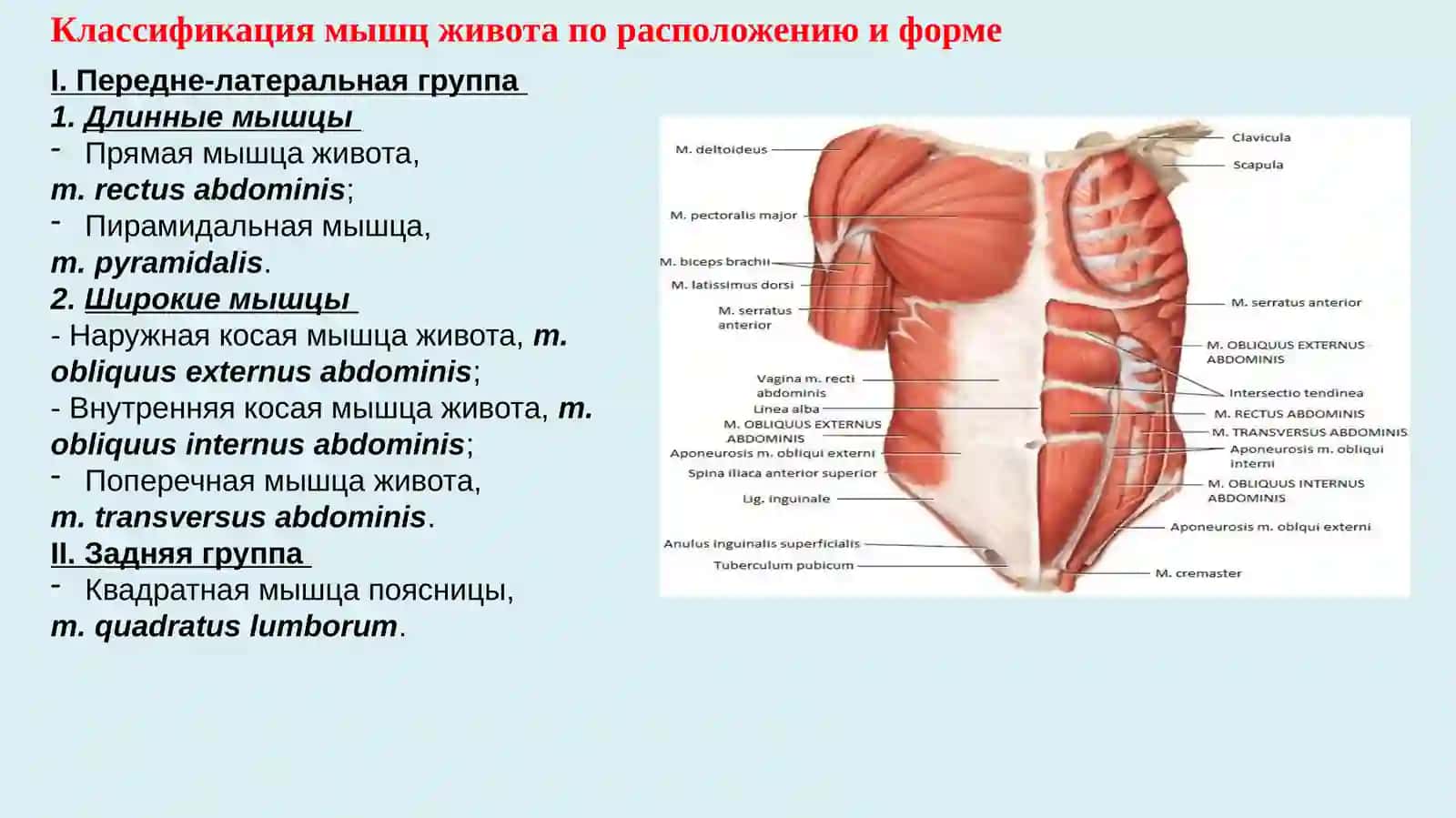 Мышцы живота, брюшной стенки, диафрагма таза 3
