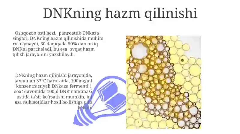 Nuklein kislotalarni hazm qilinishi 3