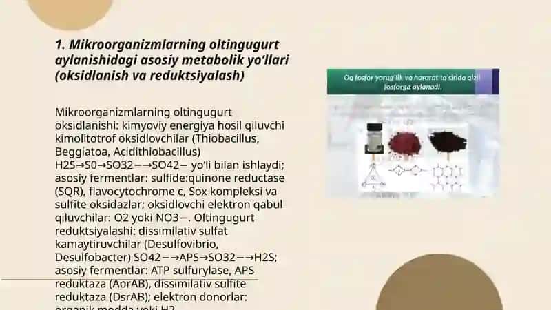 Oltingugurt fosfor va temir tabiatda aylanishida mikroorganizmlarning roli 3