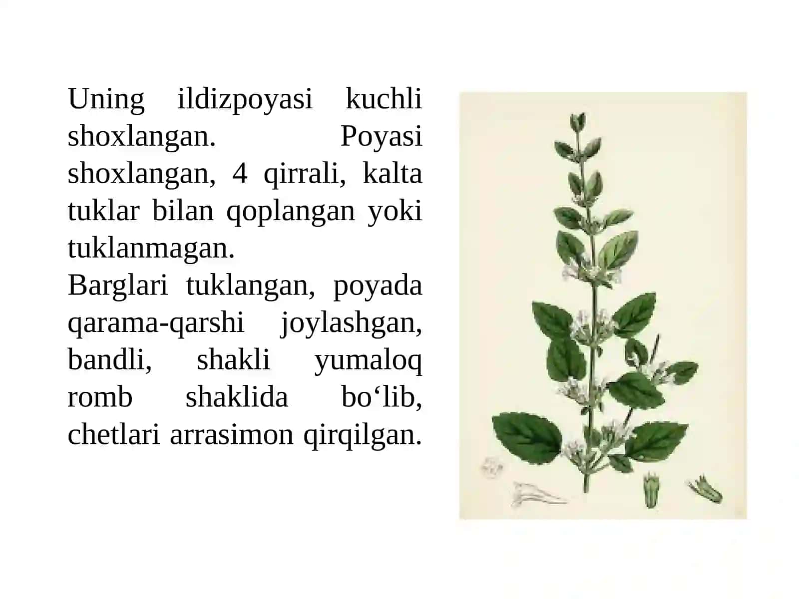 Limono‘t o‘simligini yetishtirish texnologiyasi 3