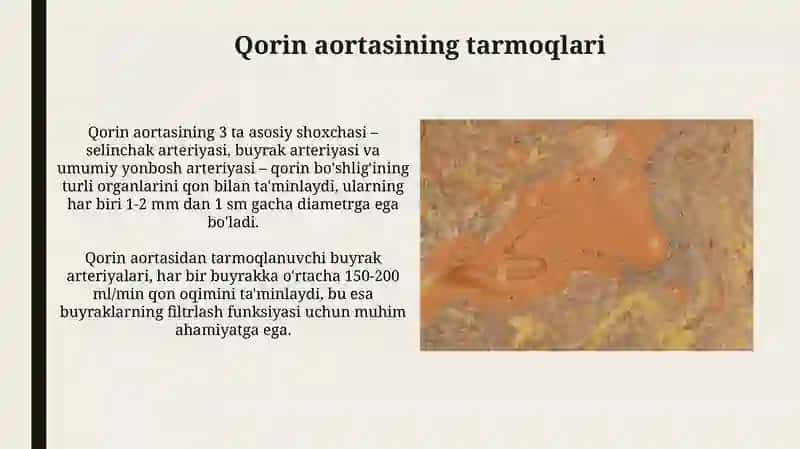 Koʻkrak va qorin sohasi arteriya va vena qon tomirlar topografiyasi 3