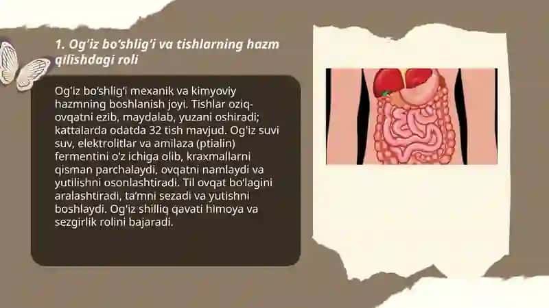Ovqat hazm qilish sistemasi 3